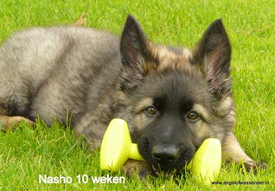 Nasho als pup van 10 weken, lijkt toch echt wel op Aiki
